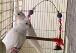 Cockatiel birds for sale