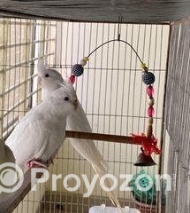 fitted-18_2025-11-26_11-14-26