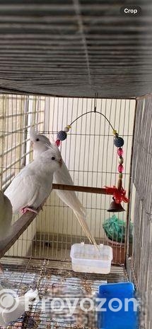 Cockatiel birds for sale
