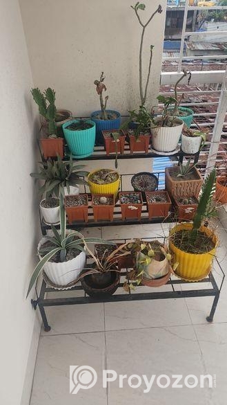 গাছ, রেক ও টবসহ বারান্দার ফুল সেটআপ