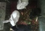 Rabbit Sell
