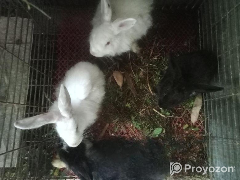 Rabbit Sell
