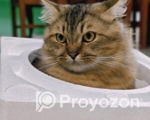 fitted-19_2025-11-09_21-41-16