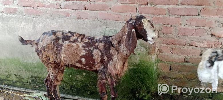 গুজরি জাতের ছাগী বিক্রয় হবে