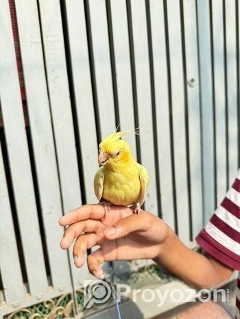 Lutino Heavy Pearl Cockatiel Red Eye