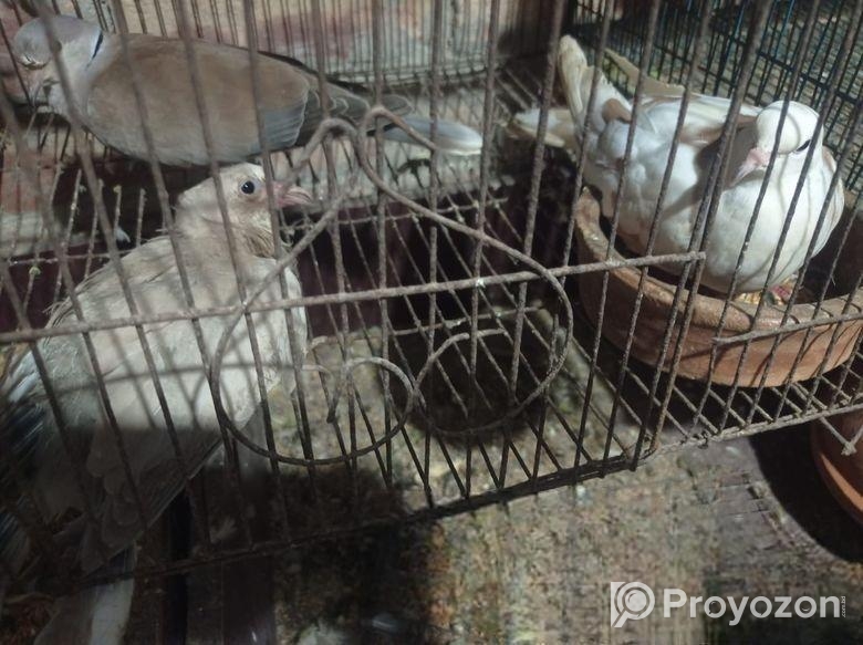 অস্ট্রেলিয়ান ঘুঘু