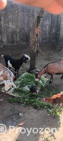 মাটি ছাগল