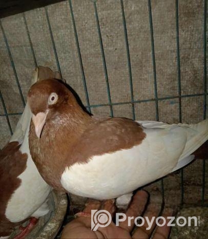 কিছু মেগপাই ও দেশি কবুতর বিক্রি হবে..