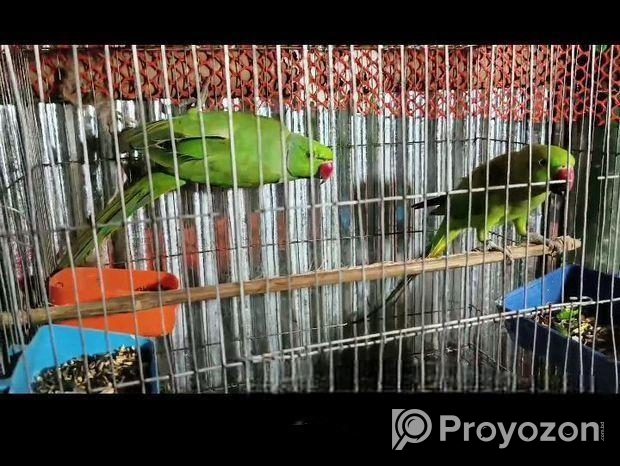 রিংনেক টিয়া পাখি