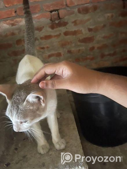 Lost Cat For Adoption