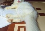 Cat For Sell Persian