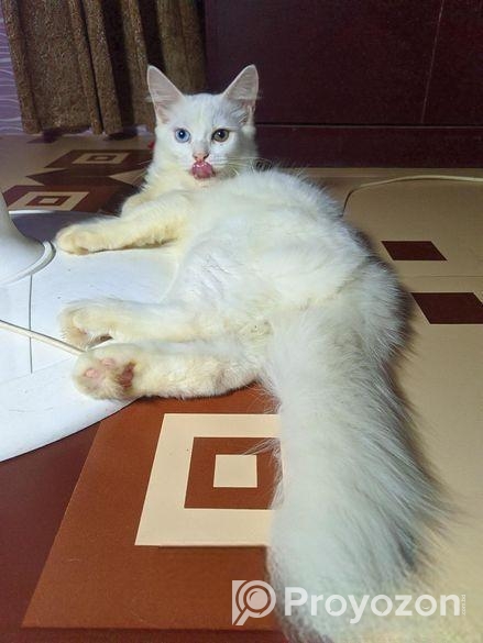 Cat For Sell Persian