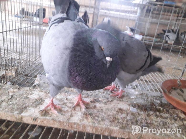 কিং রানিং পেয়ার