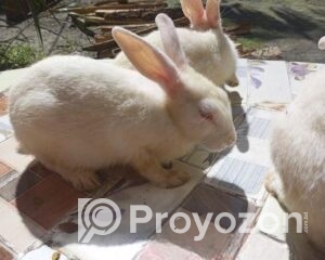 fitted-1_2025-11-09_09-39-33