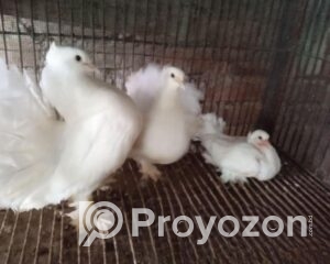 fitted-1_2025-11-12_09-21-49