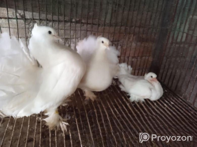 সাদা লক্ষ্যা কবুতর