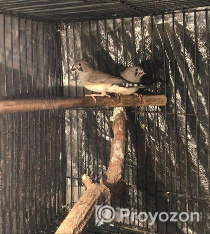 দুই পিস ফিঞ্চ পাখির বাচ্চা বিক্রি হবে ( Age 1.5 Month)