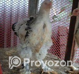 fitted-2025-11-01T114251.104_2025-11-01_11-44-20