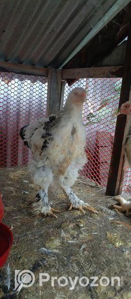 বাহমা মুরগি