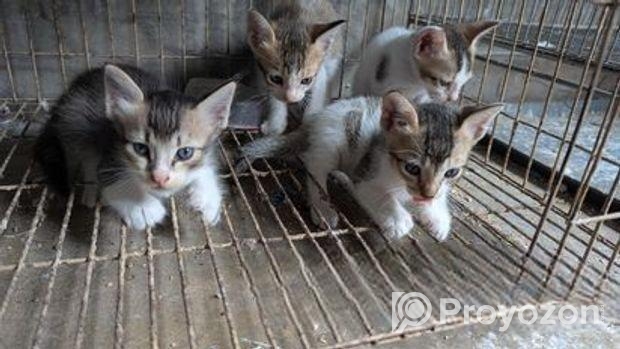 ফ্রিতে দেশি বিড়ালের বাচ্চা নিলে যোগাযোগ করুন