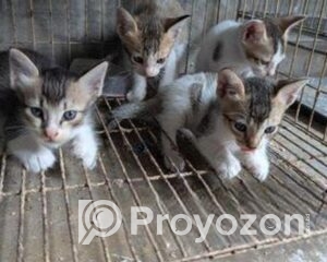 fitted-2025-11-01T115403.721_2025-11-01_11-54-32