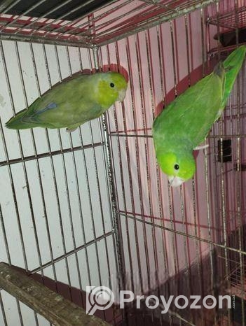 ফরপাস পেয়ার