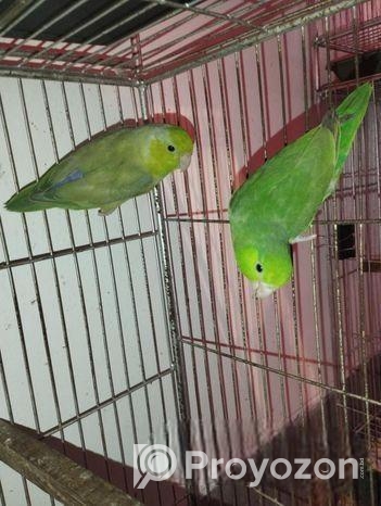 ফরপাস পেয়ার