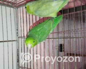 fitted-2025-11-01T115559.494_2025-11-01_11-57-39