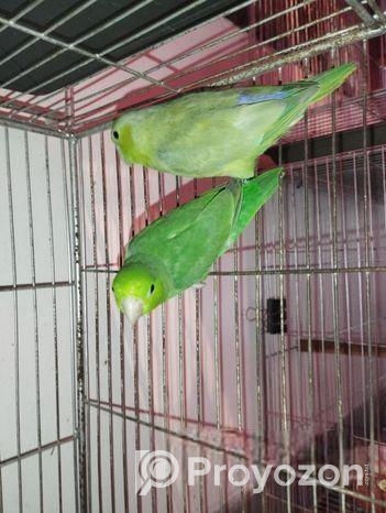 ফরপাস পেয়ার