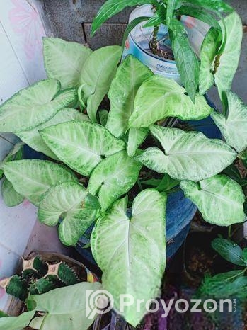 গাছ সেল করতে চাই