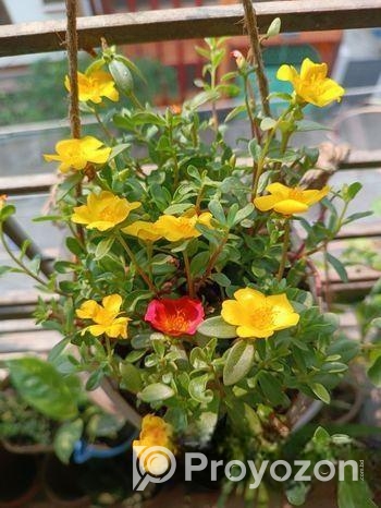 গাছ সেল করতে চাই