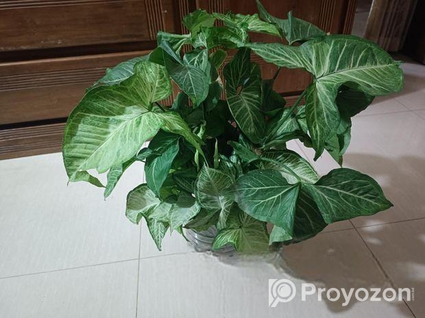 গাছ সেল করতে চাই