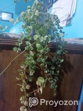 পাঁচটি গাছ