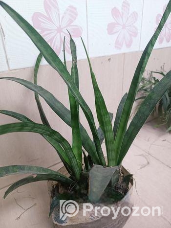 পাঁচটি গাছ