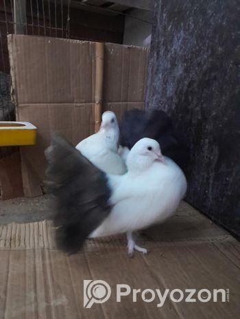 তিন জোড়া ফেন্টেল লক্ষা কবুতর