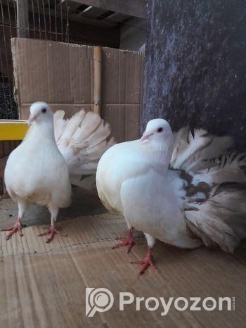 তিন জোড়া ফেন্টেল লক্ষা কবুতর