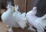 তিন জোড়া ফেন্টেল লক্ষা কবুতর