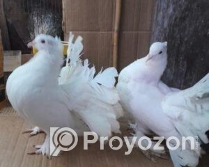 fitted-2025-11-01T123719.445_2025-11-01_12-38-39