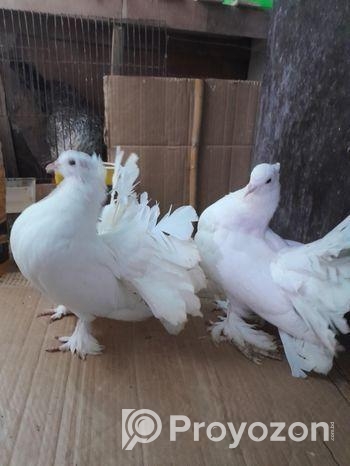 তিন জোড়া ফেন্টেল লক্ষা কবুতর