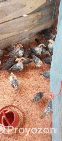 ফাওমি এক মাসের বাচ্চা বিক্রি করা হবে