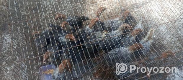 ফাওমি এক মাসের বাচ্চা বিক্রি করা হবে