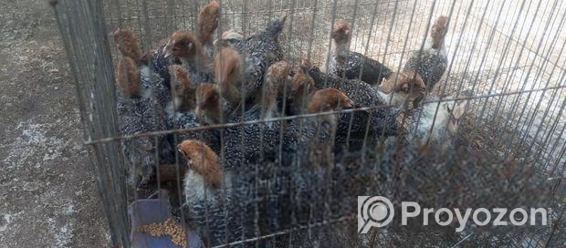 ফাওমি এক মাসের বাচ্চা বিক্রি করা হবে