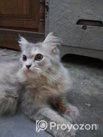 Traditional Persian Cat