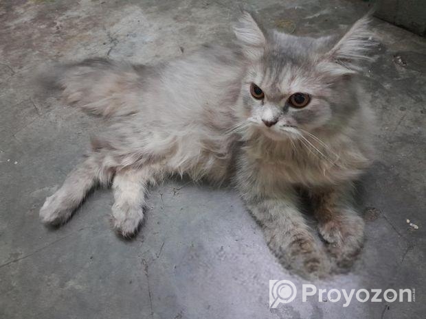 Traditional Persian Cat