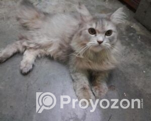 fitted-2025-11-01T125950.392_2025-11-01_13-01-13