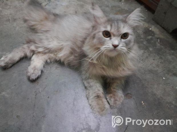 Traditional Persian Cat