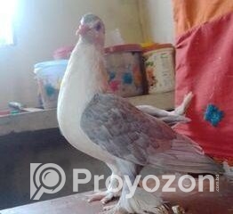 fitted-2025-11-01T221141.003_2025-11-01_22-12-27