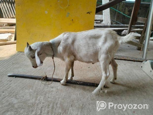 ১টি পাটা বাচ্চা