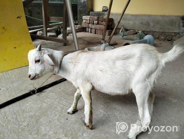 ১টি পাটা বাচ্চা