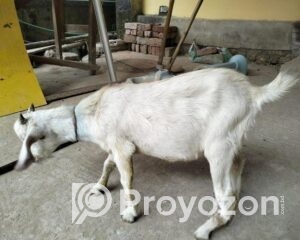 fitted-2025-11-01T222518.284_2025-11-01_22-27-18